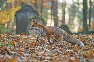 Red fox (Vulpes vulpes), running in a Jewish cemetery, surrounded by foliage and an autumnal forest