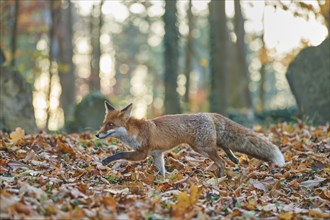 Red fox (Vulpes vulpes), running in a Jewish cemetery, surrounded by foliage and an autumnal forest