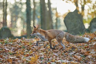 Red fox (Vulpes vulpes), running in a Jewish cemetery, surrounded by foliage and an autumnal forest