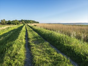 Reed belt and track along the Achterwasser, Usedom island, Baltic sea, Germany, Europe