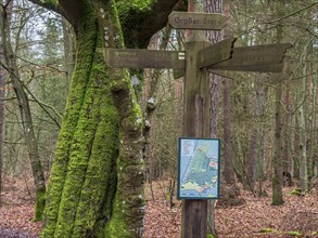 Path in the Darss forest between Prerow and Ahrenshoop, for hiking and cycling, National Park,