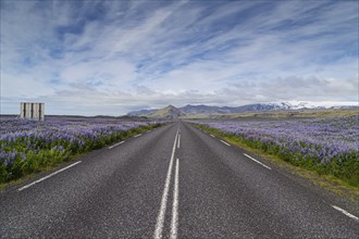 A roadside field of Alaskan lupins in southern Iceland