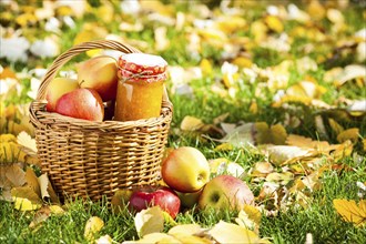 Jam in glass jar and basket full of fresh juicy apples in autumn garden