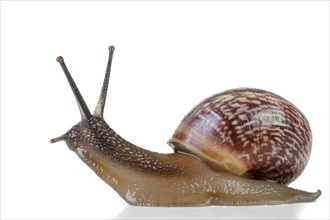 Snail close-up, macro. Isolated on white background