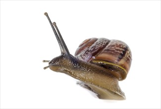 Snail close-up, macro. Isolated on white background