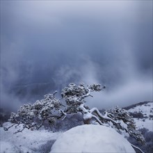 Snow storm at Demerdzhi mountain, Crimea, Ukraine, Europe