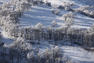 Winter mountain landscape with trees on the hill. Carpathian Mountains, Ukraine, Europe