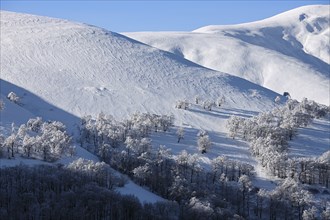 Winter mountain landscape with fir trees on the hill. Carpathian Mountains, Ukraine, Europe