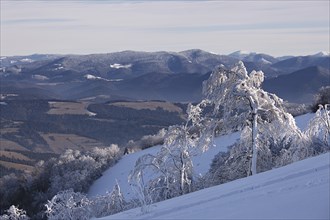 Winter mountain landscape with fir trees on the hill. Carpathian Mountains, Ukraine, Europe