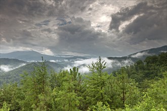 Early morning fog and cloud mountain valley landscape. Great Smoky Mountain National Park,