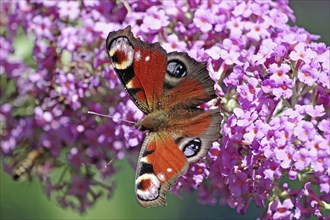 A butterfly with red, black and white wings sitting on a group of pink flowers, peacock butterfly,