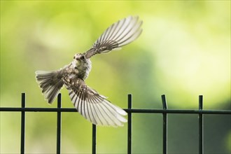 A juvenile spotted flycatcher (Muscicapa striata) in flight over a metal fence with a green