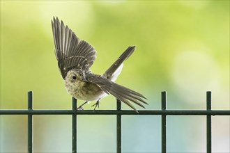 A juvenile spotted flycatcher (Muscicapa striata) spreads its wings on a metal fence in a green