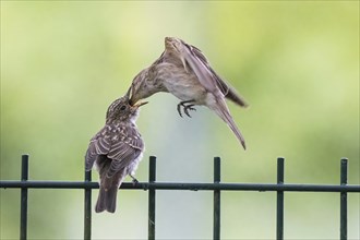 A spotted flycatcher (Muscicapa striata) feeding a young bird on a metal fence, Hesse, Germany,