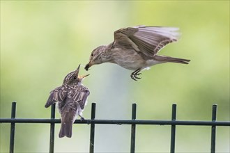 A spotted flycatcher (Muscicapa striata) feeding a young bird on a metal fence, Hesse, Germany,