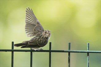 A juvenile spotted flycatcher (Muscicapa striata) with outstretched wings on a metal fence, Hesse,