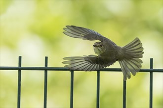 A spotted flycatcher (Muscicapa striata) flies over a metal fence, Hesse, Germany, Europe