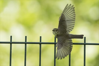 A spotted flycatcher (Muscicapa striata) flies over a metal fence, Hesse, Germany, Europe