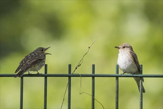 A juvenile spotted flycatcher (Muscicapa striata) on a metal fence begging an adult bird for food,