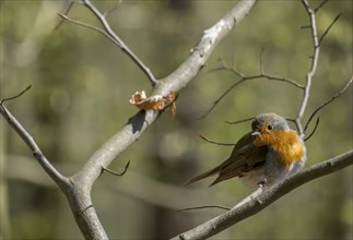 Robin sitting on a branch with green background and sunlight through the branches, Münsterland,