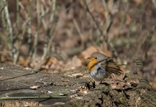 Robin on a tree stump in the forest, surrounded by autumn leaves and illuminated by sunbeams,