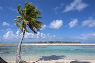 Coconut palm (Cocos nucifera), behind it a sandbank and a motu, Tikehau, atoll, Tuamotu