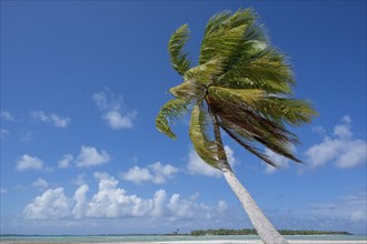 Coconut palm (Cocos nucifera), behind it a sandbank and a motu, Tikehau, atoll, Tuamotu