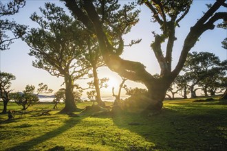 Centuries-old til trees in fantastic magical idyllic Fanal Laurisilva forest on sunset. Madeira