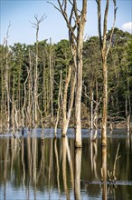 The Pfingstsee in the Kirchheller Heide, near the Heidhof, in the nature reserve Kirchheller Heide,