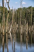 The Pfingstsee in the Kirchheller Heide, near the Heidhof, in the nature reserve Kirchheller Heide,