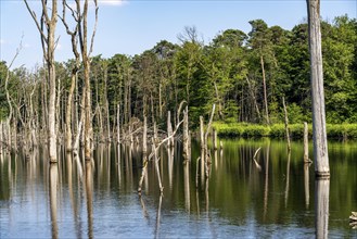 The Pfingstsee in the Kirchheller Heide, near the Heidhof, in the nature reserve Kirchheller Heide,