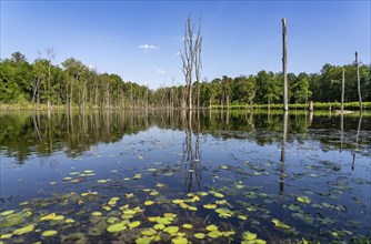 The Pfingstsee in the Kirchheller Heide, near the Heidhof, in the nature reserve Kirchheller Heide,