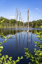 The Pfingstsee in the Kirchheller Heide, near the Heidhof, in the nature reserve Kirchheller Heide,