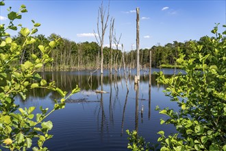 The Pfingstsee in the Kirchheller Heide, near the Heidhof, in the nature reserve Kirchheller Heide,