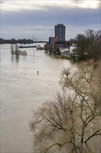 Flood on the Rhine near Duisburg, freighter on the river near Duisburg-Homberg, downstream, heading