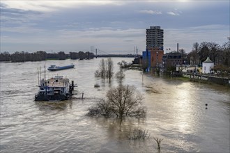 Flood on the Rhine near Duisburg, freighter on the river near Duisburg-Homberg, downstream, heading