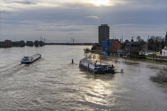 Flood on the Rhine near Duisburg, freighter on the river near Duisburg-Homberg, downstream, heading