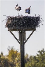 Stork nest, storks in the Stever floodplain, near Olfen, river Stever, nature reserve, North