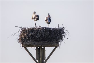 Stork nest, storks in the Stever floodplain, near Olfen, river Stever, nature reserve, North