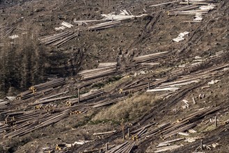 Cleared forest area north of the village of Ã–ventrop, district of Arnsberg, dead spruce stands