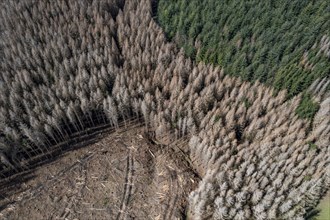 Area in the Arnsberg Forest near Warstein-Sichtigvor, district of Soest, area of a spruce forest