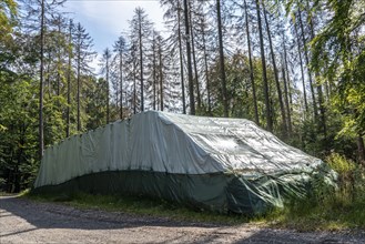 Trees are wrapped in foil, experiment by the Arnsberg Forest Training and Experimental Forestry