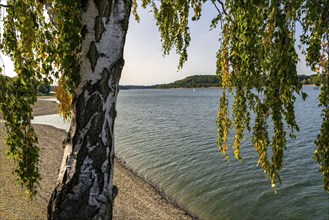 Lake Möhne, reservoir in the northern Sauerland, south bank, extremely low water level of the