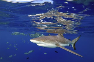 Female specimen of Grey reef shark (Carcharhinus amblyrhynchos) swims fast close underneath