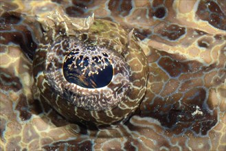 Extreme close-up of eye of (Papilloculiceps longiceps), Pacific Ocean, Yap Island, Yap State,