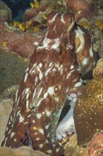 Close-up of octopus (Octopus vulgaris) eight-armed cuttlefish cephalopod octopus shows camouflage