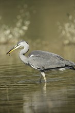 Grey heron (Ardea cinerea) small fish as prey, Allgäu, Bavaria, Germany, Allgäu, Bavaria, Germany,