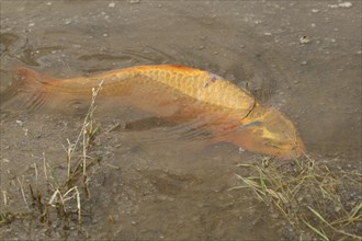 Golden carp (Cyprinus carpia) foraging in the shallows of a lake, Allgäu, Bavaria, Germany, Allgäu,