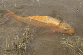 Golden carp (Cyprinus carpia) foraging in the shallows of a lake, Allgäu, Bavaria, Germany, Allgäu,