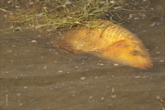 Golden carp (Cyprinus carpia) foraging in the shallow water of a lake, wriggling sideways through